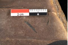 Foto (Detailsansicht) von Quercus palaeoilex Ettingshausen (NHMW-GEO-2024-0188-0886)